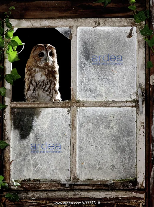 : Tawny owl - looking through shed window : Tawny owl - looking through shed window