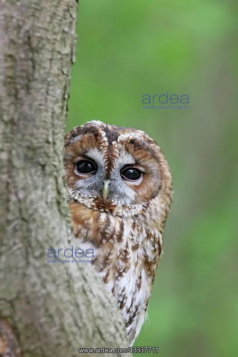 : Tawny Owl - looking around tree : Tawny Owl - looking around tree