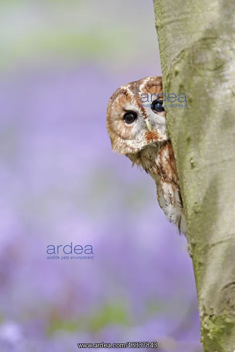 : Tawny Owl - looking around tree in bluebell wood : Tawny Owl - looking around tree in bluebell wood