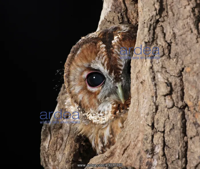  : Tawny owl - looks out from hole in tree