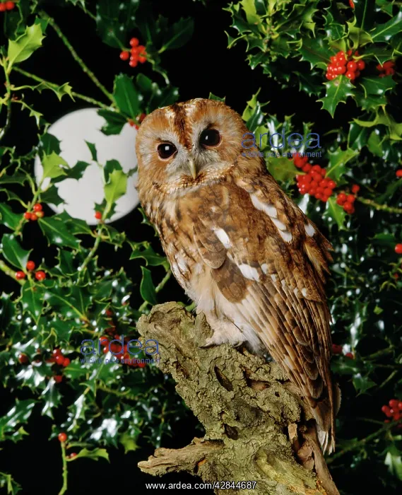: TAWNY OWL - With full moon and holly : TAWNY OWL - With full moon and holly
