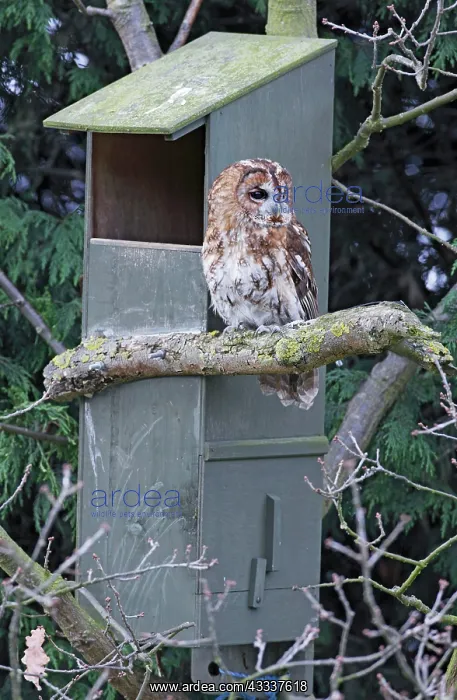  : Tawny Owl - near nest box