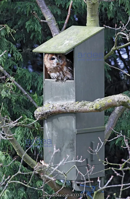: Tawny Owl - in nest box : Tawny Owl - in nest box