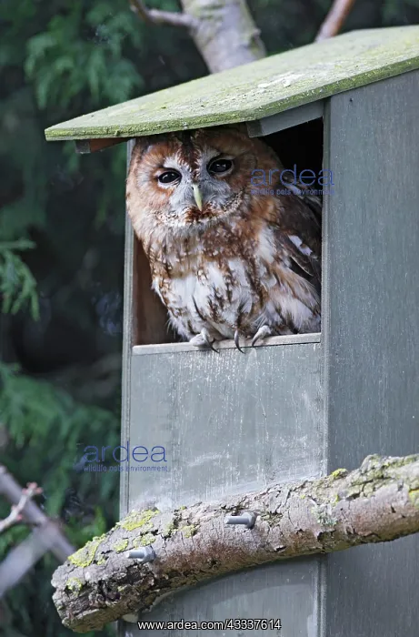 : Tawny Owl - in nest box : Tawny Owl - in nest box