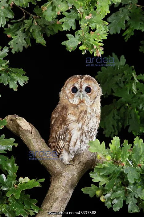: Tawny owl - on oak branch : Tawny owl - on oak branch