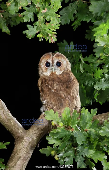 : Tawny owl - on oak branch : Tawny owl - on oak branch