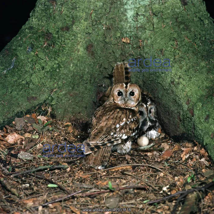 : Tawny Owl - pair at nest on ground with egg - male : Tawny Owl - pair at nest on ground with egg - male
