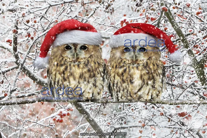 : Tawny Owl, pair perched on branch with Christmas : Tawny Owl, pair perched on branch with Christmas