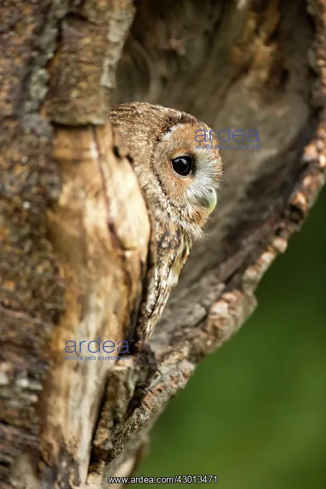 : Tawny Owl peering out of hollow in tree Suffolk, UK : Tawny Owl peering out of hollow in tree Suffolk, UK
