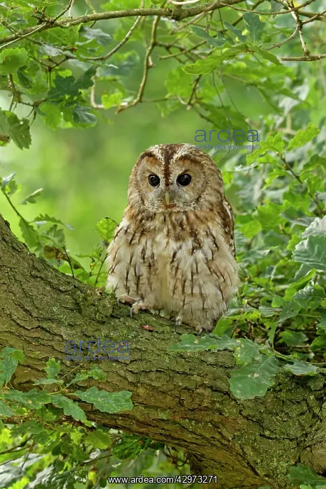 : Tawny owl - perched on a branch in habitat - August : Tawny owl - perched on a branch in habitat - August