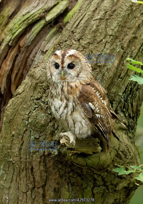 : Tawny Owl - perched on a small branch on the side : Tawny Owl - perched on a small branch on the side