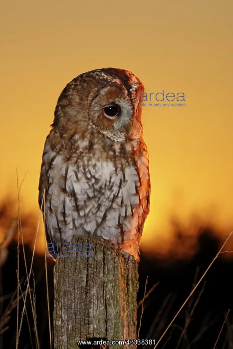 : Tawny Owl - on post at sunset : Tawny Owl - on post at sunset