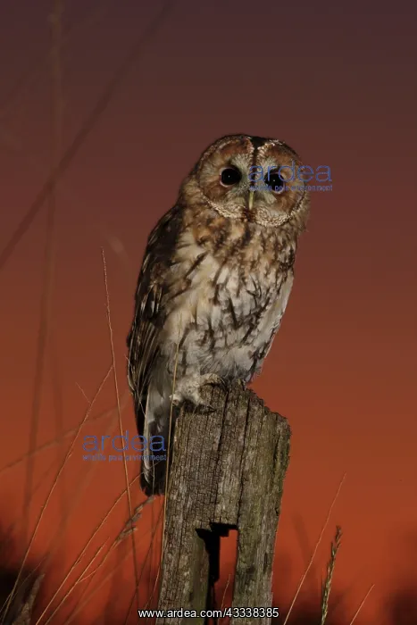 : Tawny Owl - on post at sunset : Tawny Owl - on post at sunset