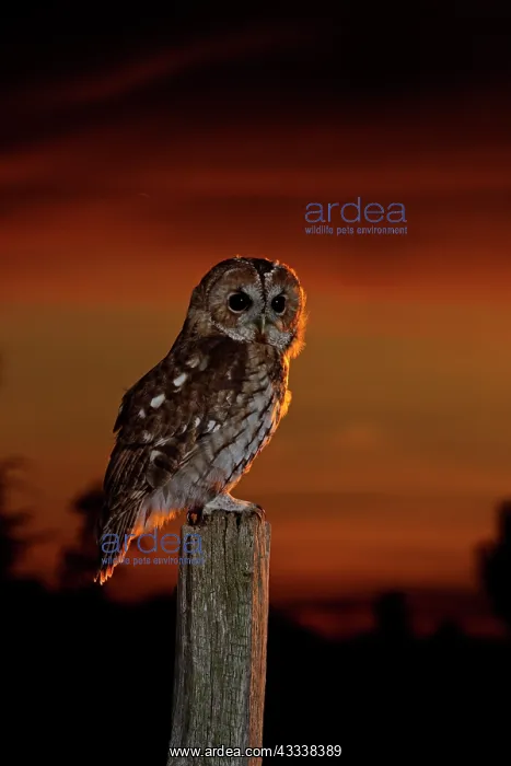 : Tawny Owl - on post at sunset : Tawny Owl - on post at sunset