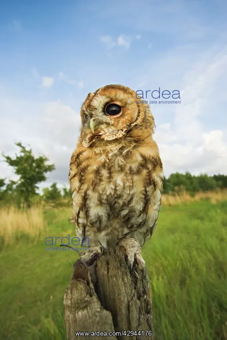 : Tawny owl - with prey on post : Tawny owl - with prey on post
