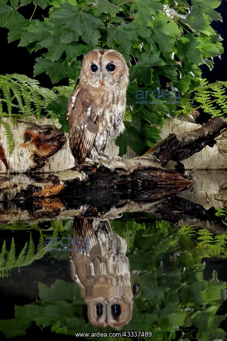 : Tawny owl - with reflection : Tawny owl - with reflection