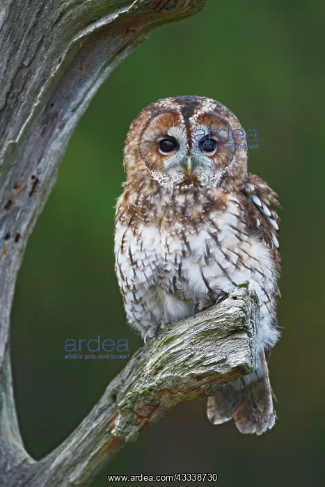 : Tawny Owl - resting on dead tree : Tawny Owl - resting on dead tree