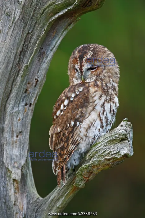 : Tawny Owl - resting on dead tree : Tawny Owl - resting on dead tree