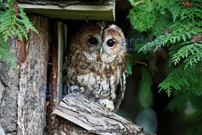 : Tawny Owl - roosting by shed : Tawny Owl - roosting by shed