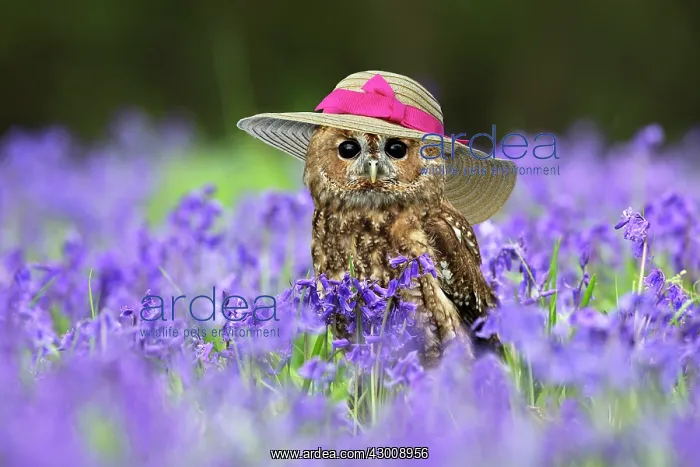 : Tawny Owl - sitting amongst Bluebells - controlled : Tawny Owl - sitting amongst Bluebells - controlled
