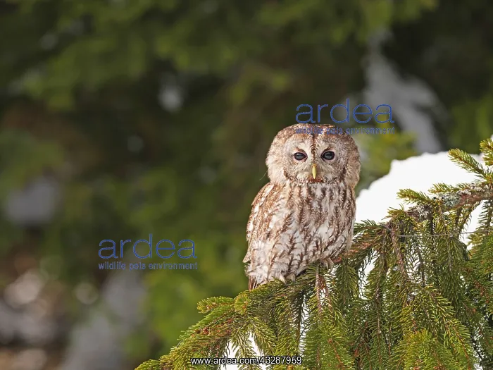 : Tawny Owl-sitting on a branch of a tree, Czech Republic : Tawny Owl-sitting on a branch of a tree, Czech Republic