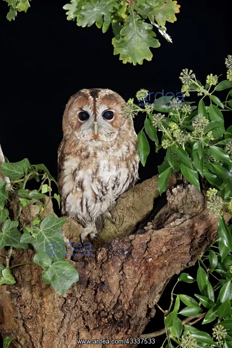 : Tawny owl - sitting in tree : Tawny owl - sitting in tree