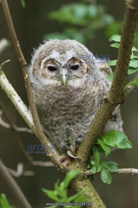: Tawny Owl (Strix aluco) 4-week-old young bird not : Tawny Owl (Strix aluco) 4-week-old young bird not