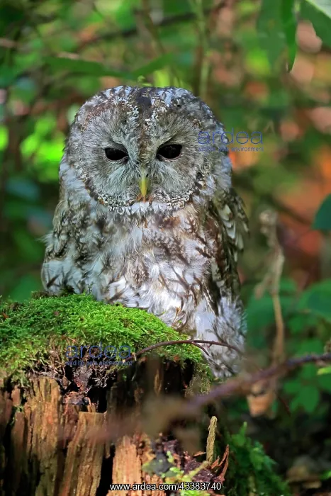 : Tawny Owl (Strix aluco), adult, autumn, on tree : Tawny Owl (Strix aluco), adult, autumn, on tree