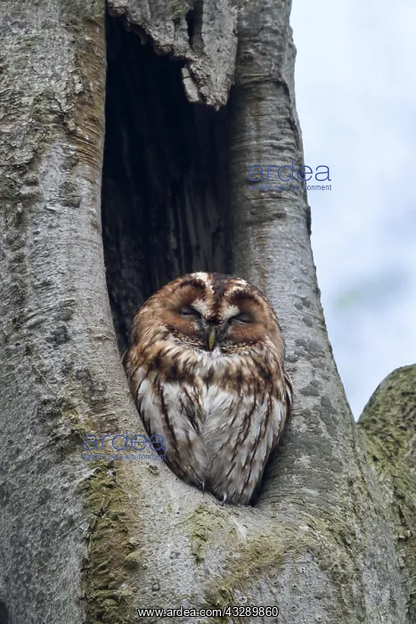 : Tawny Owl (Strix aluco) adult in its nest sleep : Tawny Owl (Strix aluco) adult in its nest sleep