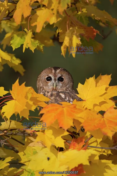 : Tawny Owl (Strix aluco) adult, perched amongst autumn : Tawny Owl (Strix aluco) adult, perched amongst autumn