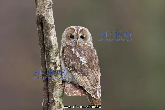 : Tawny Owl (Strix aluco) adult, perched on Birch : Tawny Owl (Strix aluco) adult, perched on Birch