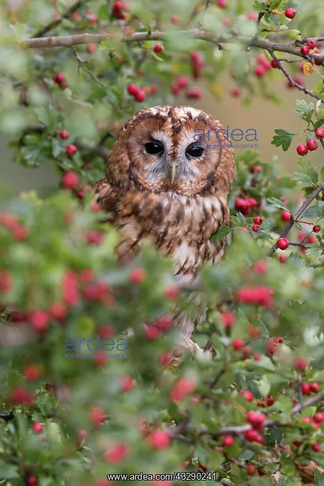 : Tawny Owl (Strix aluco) adult, perched in Common : Tawny Owl (Strix aluco) adult, perched in Common
