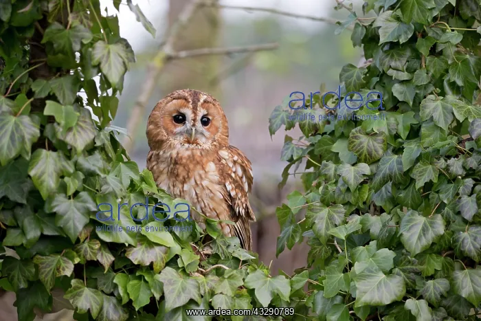 : Tawny Owl (Strix aluco) adult, perched amongst Common : Tawny Owl (Strix aluco) adult, perched amongst Common