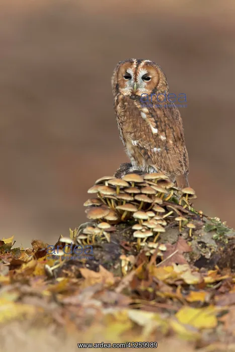 : Tawny Owl (Strix aluco) adult, perched on log with : Tawny Owl (Strix aluco) adult, perched on log with