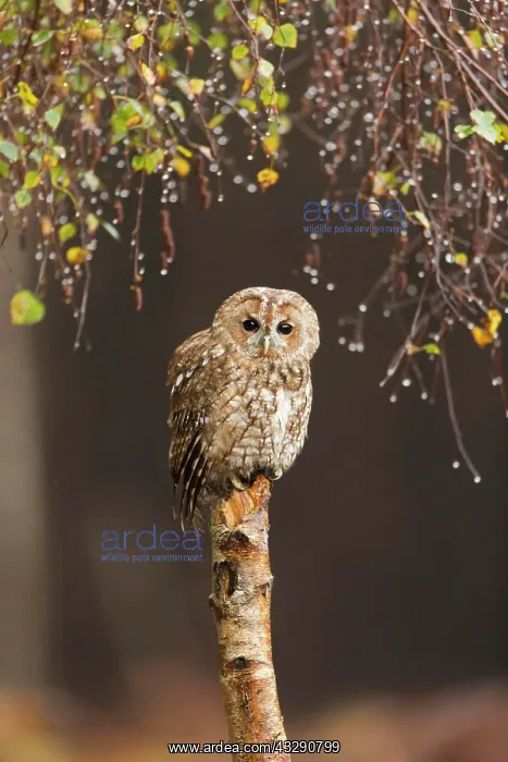 : Tawny Owl (Strix aluco) adult, perched on Silver : Tawny Owl (Strix aluco) adult, perched on Silver