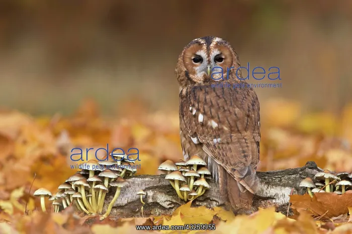 : Tawny owl (Strix aluco), adult, perched on a tree : Tawny owl (Strix aluco), adult, perched on a tree