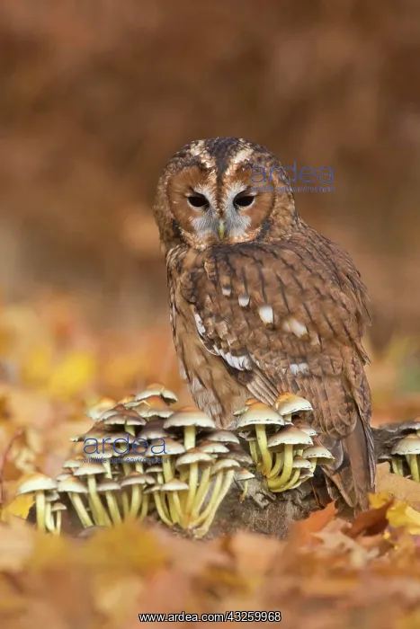 : Tawny owl (Strix aluco), adult, perched on a tree : Tawny owl (Strix aluco), adult, perched on a tree