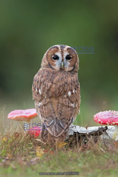  : Tawny owl (Strix aluco), adult, sitting on a tree
