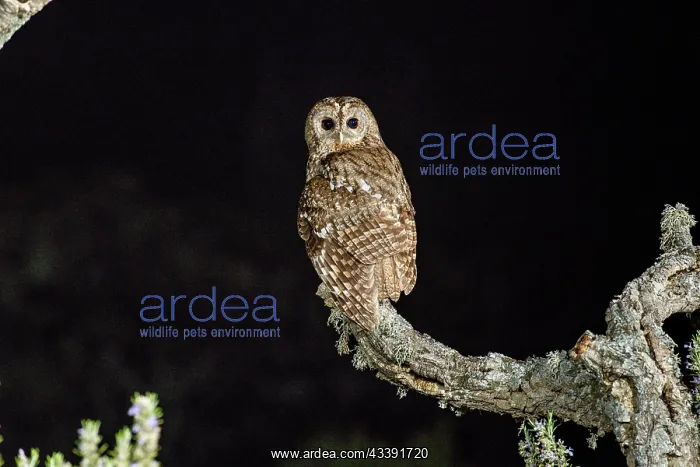 : Tawny owl (Strix aluco), with flash, Caceres province : Tawny owl (Strix aluco), with flash, Caceres province