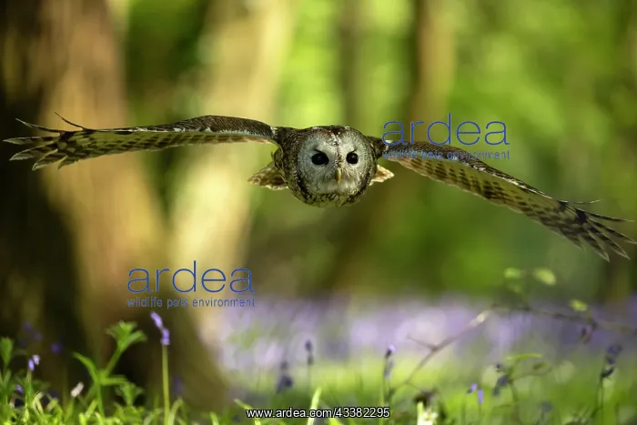 : Tawny owl (Strix aluco) in flight in a bluebell (Hyacinthoid : Tawny owl (Strix aluco) in flight in a bluebell (Hyacinthoid