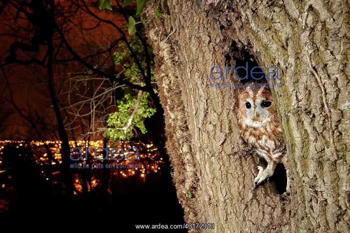 : Tawny Owl (Strix aluco) in the hollow of a tree : Tawny Owl (Strix aluco) in the hollow of a tree