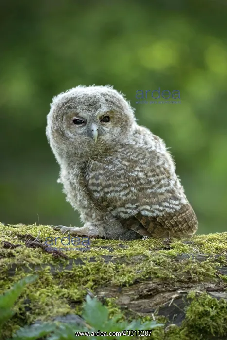 : Tawny owl (Strix aluco), Nestling on mossy dead : Tawny owl (Strix aluco), Nestling on mossy dead