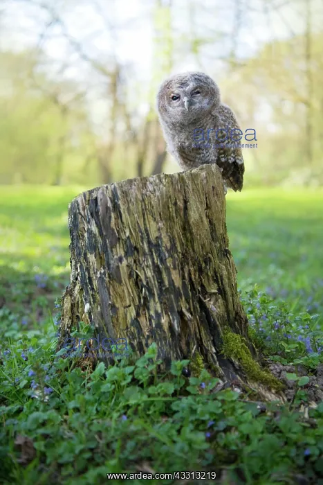 : Tawny owl (Strix aluco), Nestling on tree stump : Tawny owl (Strix aluco), Nestling on tree stump