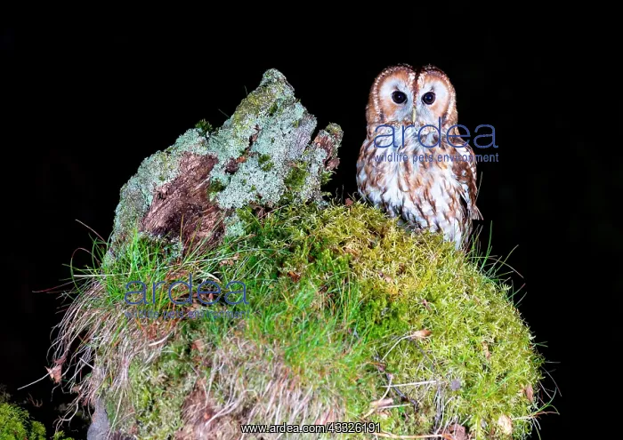 : tawny owl (Strix aluco) perched on moss, England : tawny owl (Strix aluco) perched on moss, England