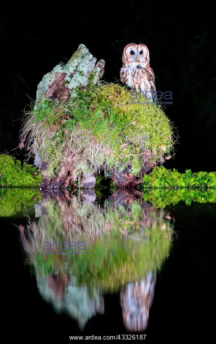 : Tawny owl (Strix aluco) perched on moss, Scotland : Tawny owl (Strix aluco) perched on moss, Scotland