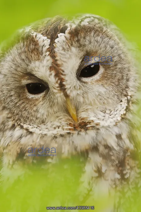 : Tawny owl (Strix aluco), portrait, North Rhine-Westphalia : Tawny owl (Strix aluco), portrait, North Rhine-Westphalia