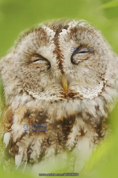: Tawny owl (Strix aluco), portrait, North Rhine-Westphalia : Tawny owl (Strix aluco), portrait, North Rhine-Westphalia