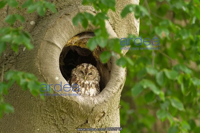 : Tawny Owl (Strix aluco) resting in nest hole in : Tawny Owl (Strix aluco) resting in nest hole in