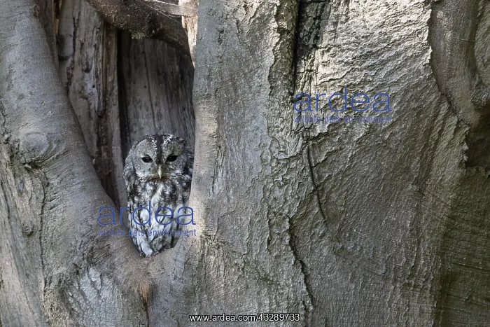 : Tawny Owl (Strix aluco) resting in tree cavity : Tawny Owl (Strix aluco) resting in tree cavity
