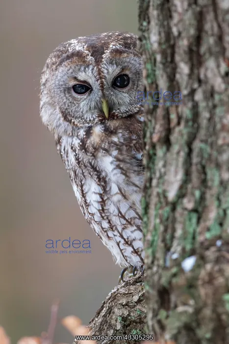 : Tawny owl (Strix aluco) sits on branch, captive : Tawny owl (Strix aluco) sits on branch, captive